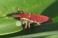 Lixus vilis (English name not known)
- (Click for hires photos and details)