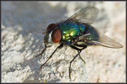 Lucilia sericata (Common Green Bottle fly)
- (Click for hires photos and details)