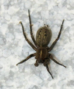 Lycosoides coarctata (English name not known)
- (Click for hires photos and details)