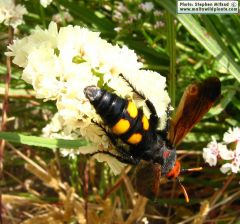 Megascolia bidens (Mammoth Wasp)
- (Click for hires photos and details)