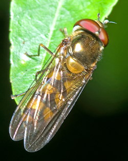 Meliscaeva auricollis (English name not known)
- (Click for hires photos and details)
