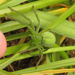 Micrommata ligurina (Green Spider)
- (Click for hires photos and details)