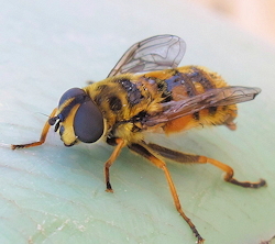 Myathropa florea ()
- (Click for hires photos and details)