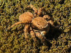 Neaetha membrosa (English name not known)
- (Click for hires photos and details)