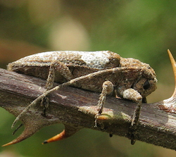 Niphona picticornis ()
- (Click for hires photos and details)