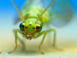 Nothancyla verreauxi (Green Lacewing)
- (Click for hires photos and details)