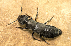 Ocypus olens (Devils coach-horse beetle)
- (Click for hires photos and details)