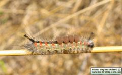 Orgyia trigotephras (Vapourer Moth)
- (Click for hires photos and details)