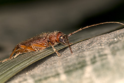 Orthosoma brunneum (Brown Prionid)
- (Click for hires photos and details)