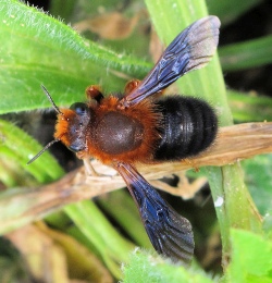Osmia sp. (Manson Bee )
- (Click for hires photos and details)
