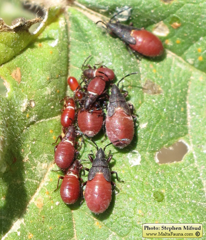 Oxycarenus lavaterae (Lime Seed Bug)
- (Click for hires photos and details)