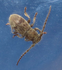Parmena pubescens (Hairy longhorn beetle)
- (Click for hires photos and details)