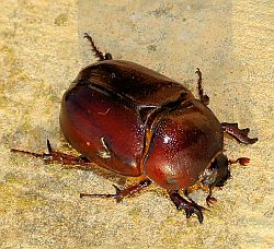 Phyllognathus excavatus (Scarab beetle)
- (Click for hires photos and details)
