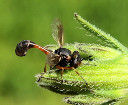 Physocephala vittata (Thick-headed Fly)
- (Click for hires photos and details)