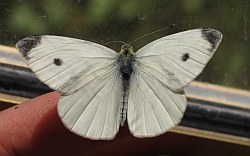 Pieris rapae (Small Cabbage White)
- (Click for hires photos and details)
