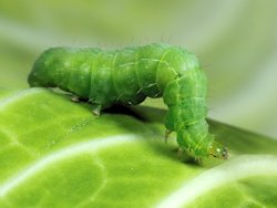 Pieris rapae (Small Cabbage White)
- (Click for hires photos and details)