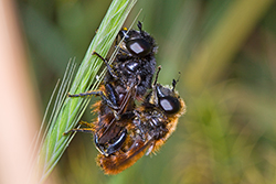 Platynochaetus rufus (English name not known)
- (Click for hires photos and details)