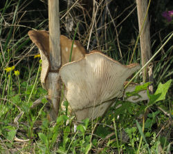 Pleurotus fuscus var. ferulae (French horn mushroom)
- (Click for hires photos and details)