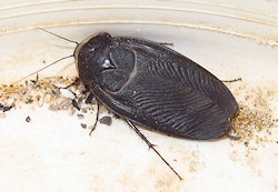 Polyphaga aegyptiaca (Egyptian Sand Roach)
- (Click for hires photos and details)