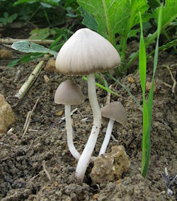 Psathyrella candolleana (Common Crumble Cap)
- (Click for hires photos and details)