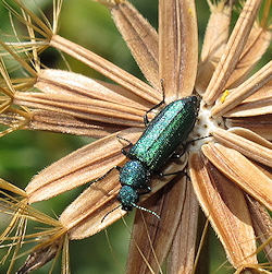 Psilothrix viridicoerulea (Soft-winged flower beetle)
- (Click for hires photos and details)