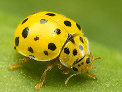Psyllobora vigintiduopunctata (22-spot Ladybird)
- (Click for hires photos and details)