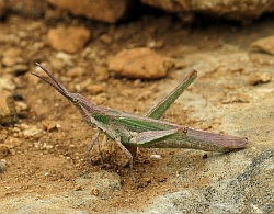 Pyrgomorpha conica (Conical gaudy grasshopper)
- (Click for hires photos and details)