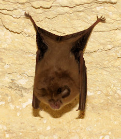 Rhinolophus_hipposideros (Lesser horseshoe bat)
- (Click for hires photos and details)