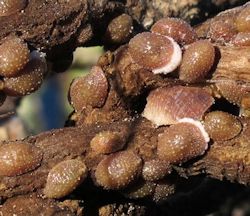 Rhizopulvinaria artemisiae (English name not known)
- (Click for hires photos and details)