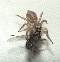 Salticidae sp. (Indeterminate species)
- (Click for hires photos and details)