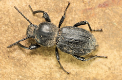 Scaurus striatus (English name not known)
- (Click for hires photos and details)