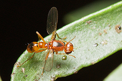 Sepsis lateralis (Scavenger Fly)
- (Click for hires photos and details)