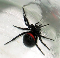 Steatoda paykulliana (False Black Widow)
- (Click for hires photos and details)