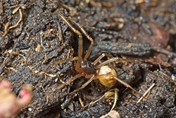 Steatoda triangulosa (Triangulate Cobweb Spider)
- (Click for hires photos and details)