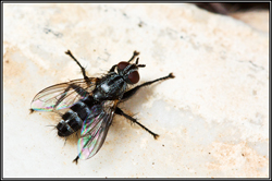 Stevenia deceptoria (Grizzled Woodlouse-Fly)
- (Click for hires photos and details)