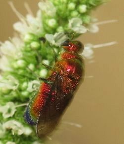 Stilbum cyanurum (Large cuckoo wasp)
- (Click for hires photos and details)