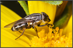 Stomorhina lunata (English name not known)
- (Click for hires photos and details)