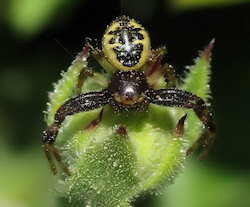 Synema globosum (Napoleon Spider)
- (Click for hires photos and details)