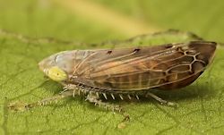 Synophropsis lauri (English name not known)
- (Click for hires photos and details)