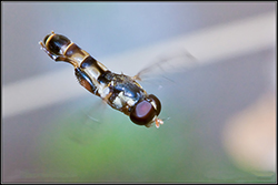 Syritta pipiens (Slender Hoverfly)
- (Click for hires photos and details)