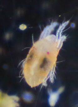 Tetranychus urticae (Two-spotted spider mite)
- (Click for hires photos and details)