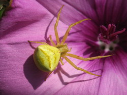 Thomisus onustus (Humped Crab Spider)
- (Click for hires photos and details)