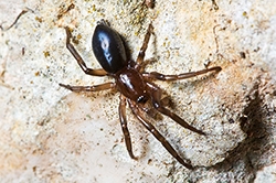 Trachyzelotes barbatus (English name not known)
- (Click for hires photos and details)