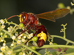 Vespa orientalis (Oriental Hornet)
- (Click for hires photos and details)