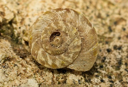 Xerotricha conspurcata (English name not known)
- (Click for hires photos and details)
