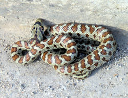 Zamenis situla (Leopard Snake)
- (Click for hires photos and details)