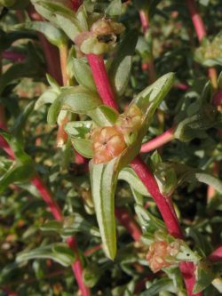Salsola soda (Click to view plant profile)