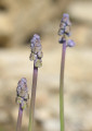Muscari parviflorum (Autumn grape hyacinth) - CLICK TO ENLARGE PHOTO