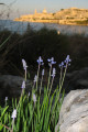 Muscari parviflorum (Autumn grape hyacinth) - CLICK TO ENLARGE PHOTO