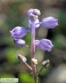 Muscari parviflorum (Autumn grape hyacinth) - CLICK TO ENLARGE PHOTO
